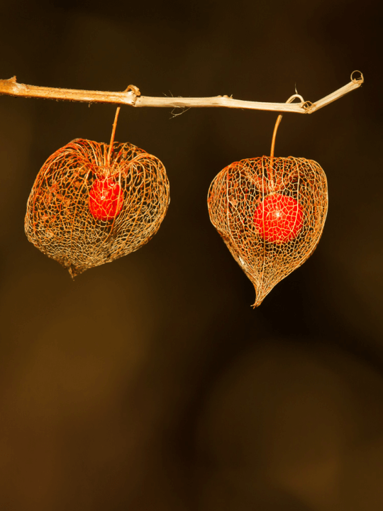 Physalis alkekengi franchetii